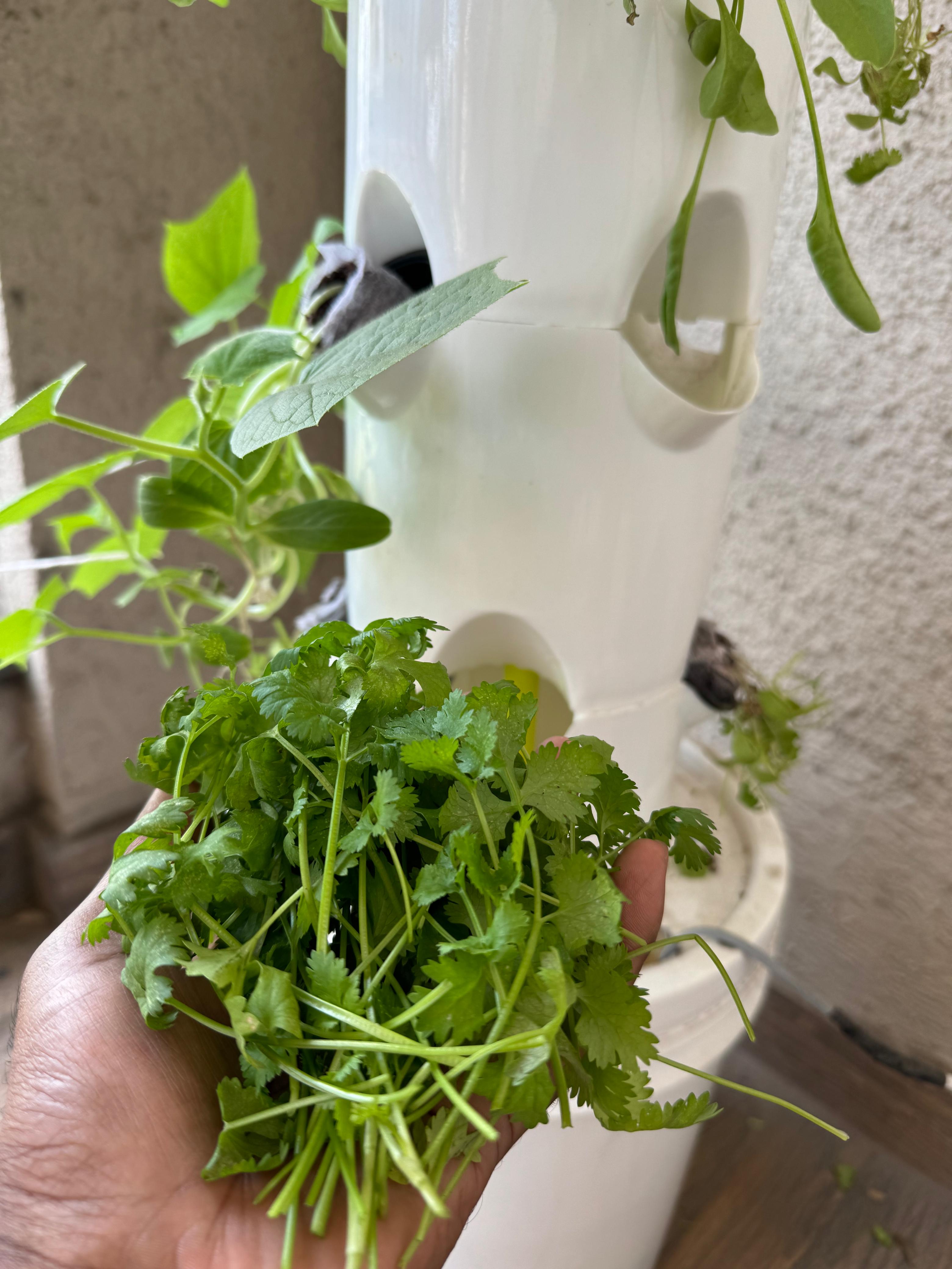 Coriander_Harvest