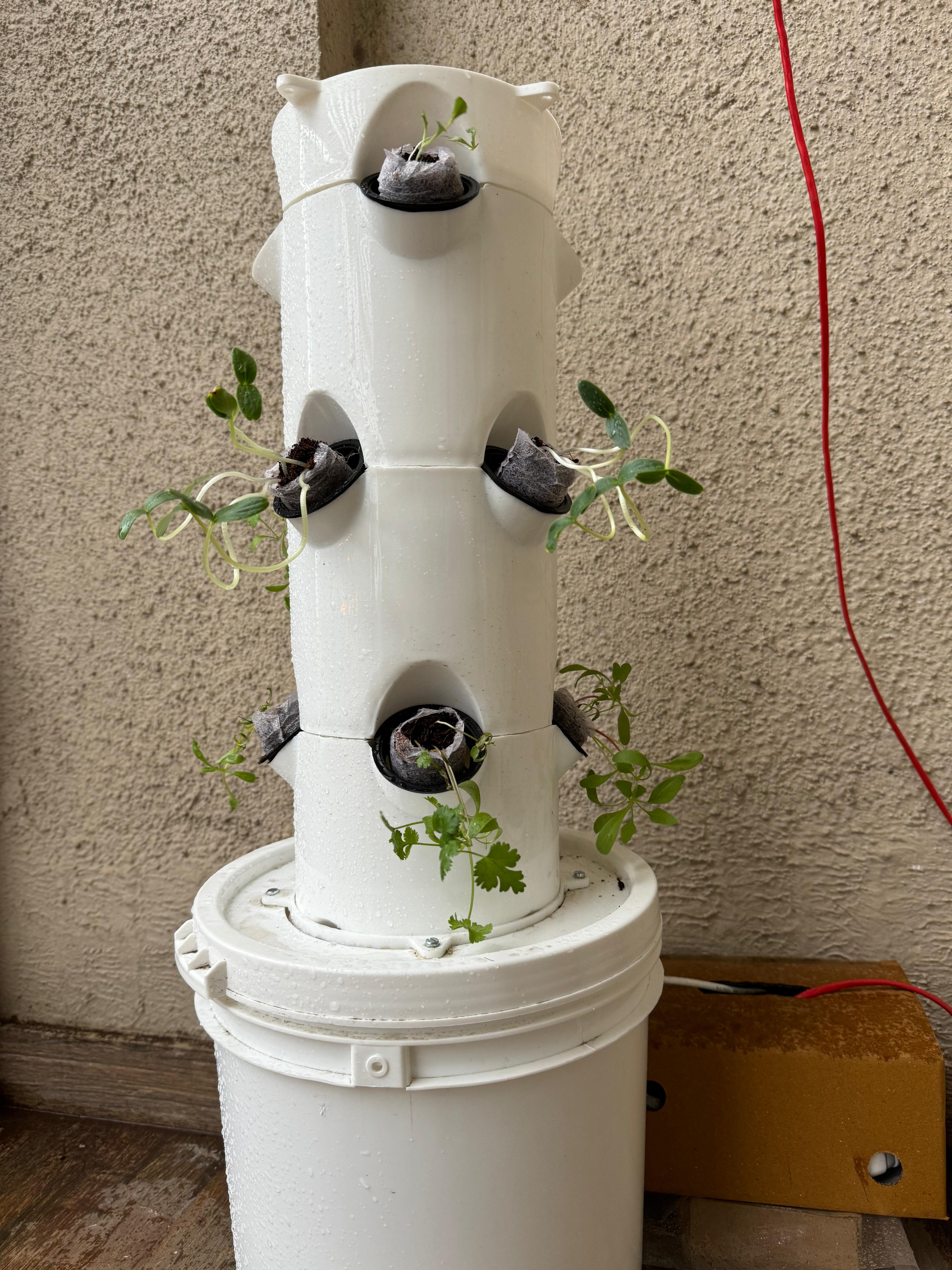 Saplings_After_Placed_In_Aeroponics_Tower