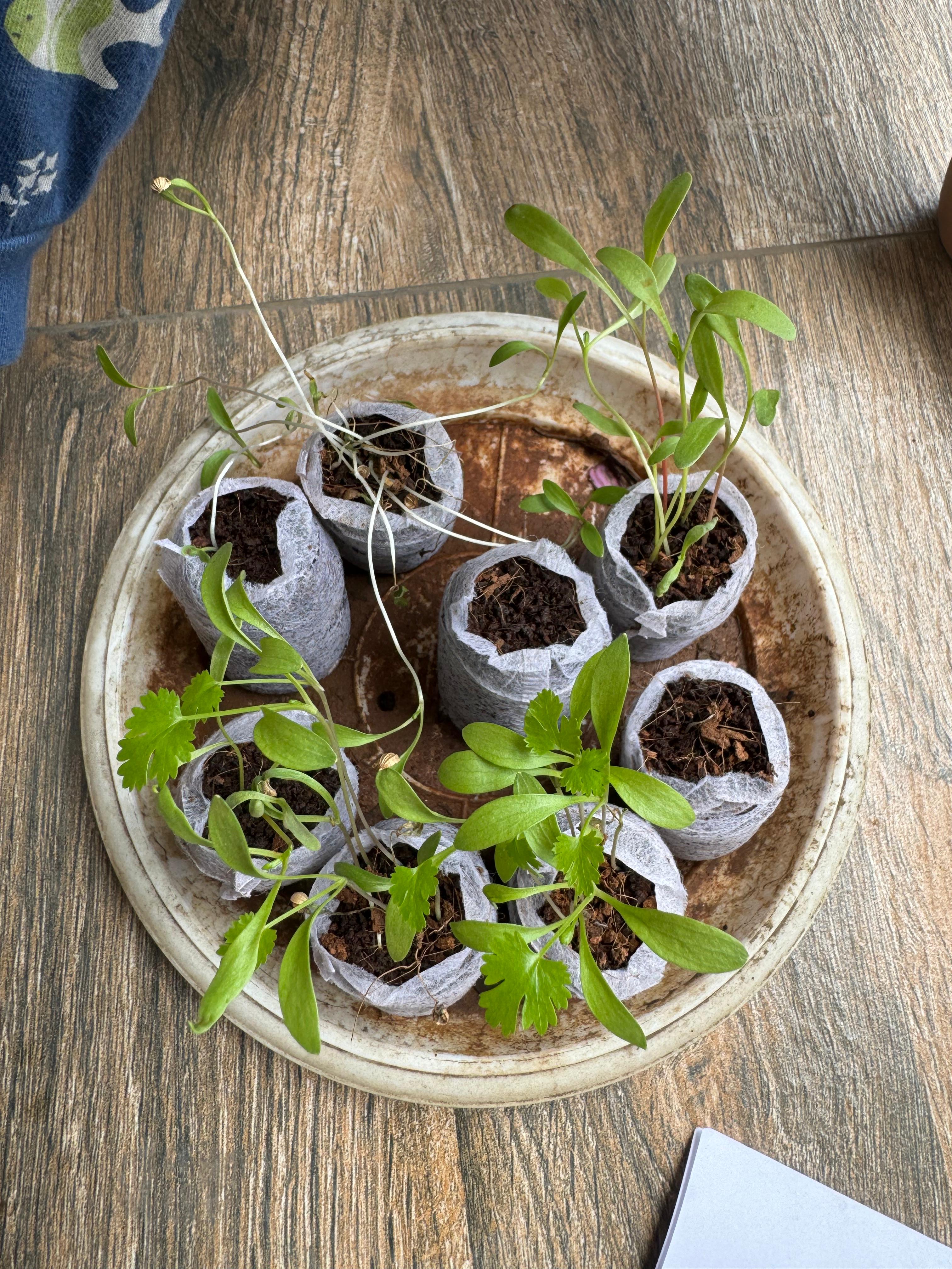 Saplings_Before_Placed_In_Aeroponics_Tower