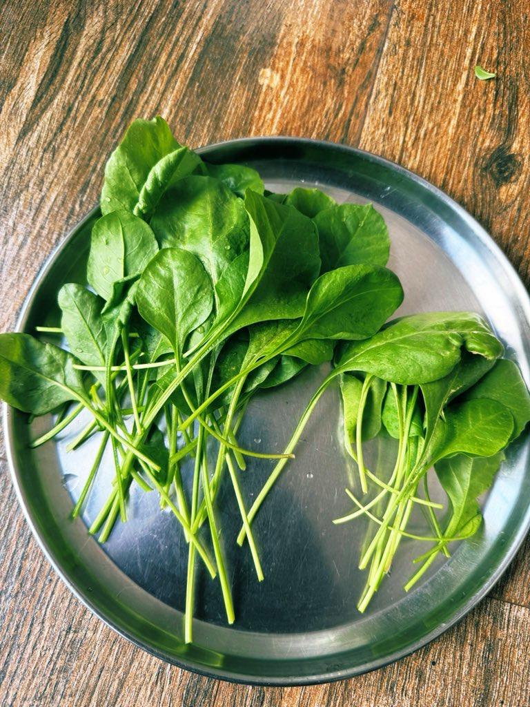 Spinach_Harvested_1