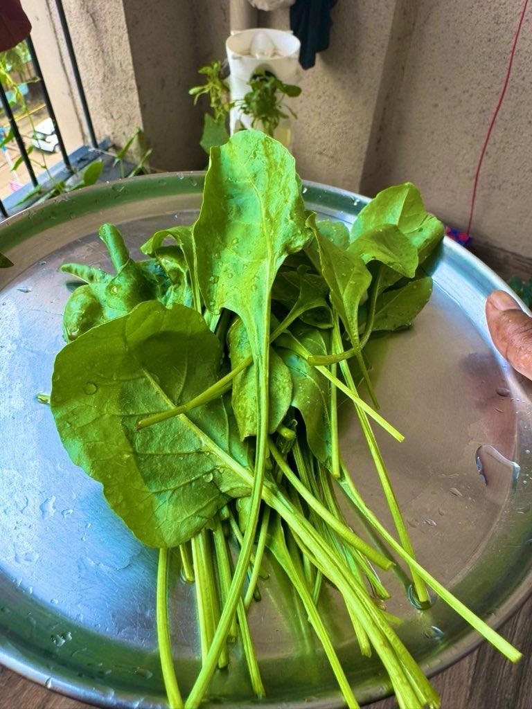 Spinach_Harvested_2